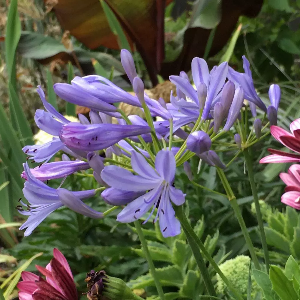 Brighter Blooms Neverland Lily Of The Nile Perennials 3 Brighter Blooms Neverland Lily Of The Nile Perennials