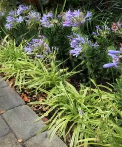 Brighter Blooms Neverland Lily Of The Nile Perennials
