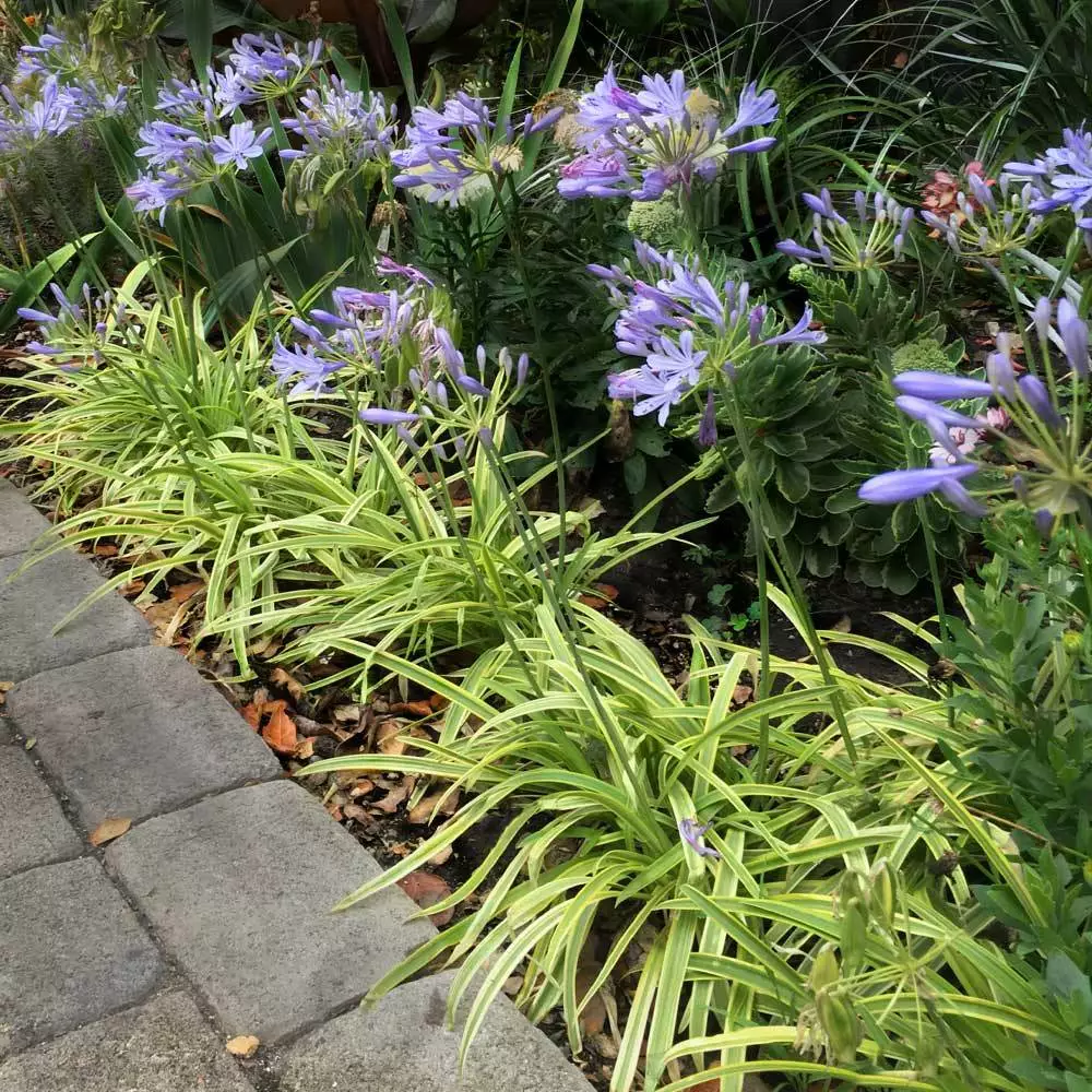 Brighter Blooms Neverland Lily Of The Nile Perennials 2 Brighter Blooms Neverland Lily Of The Nile Perennials