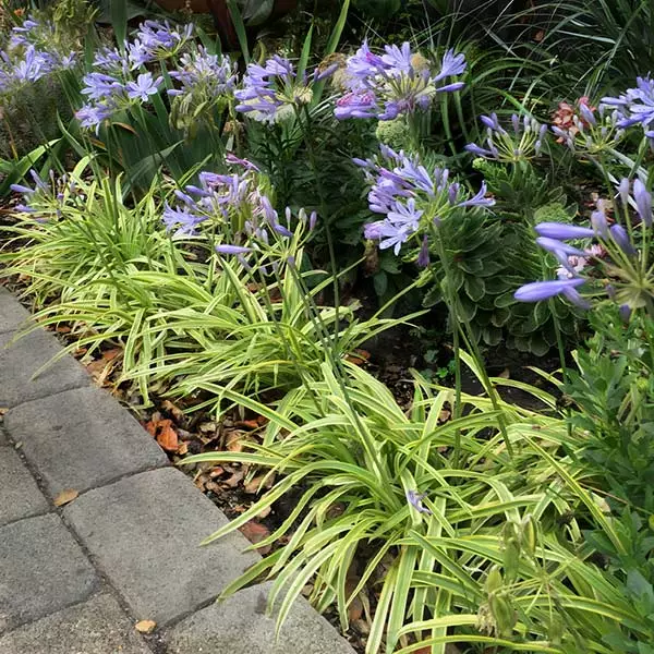 Brighter Blooms Neverland Lily Of The Nile Perennials 1 Brighter Blooms Neverland Lily Of The Nile Perennials