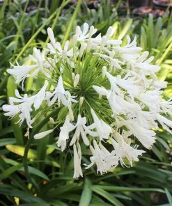 Brighter Blooms Lily Of The Nile (White) Plant