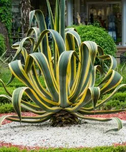 Brighter Blooms Variegated Century Plant Shrubs & Hedges 6 Brighter Blooms Variegated Century Plant Shrubs & Hedges