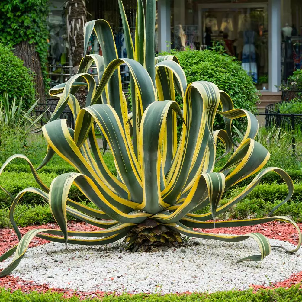Brighter Blooms Variegated Century Plant Shrubs & Hedges 3 Brighter Blooms Variegated Century Plant Shrubs & Hedges