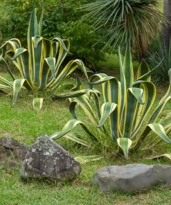 Brighter Blooms Variegated Century Plant Shrubs & Hedges