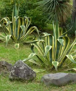 Brighter Blooms Variegated Century Plant Shrubs & Hedges