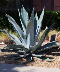 Brighter Blooms Blue American Agave Plant Shrubs & Hedges 7 Brighter Blooms Blue American Agave Plant Shrubs & Hedges