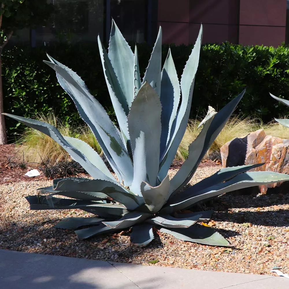 Brighter Blooms Blue American Agave Plant Shrubs & Hedges 3 Brighter Blooms Blue American Agave Plant Shrubs & Hedges