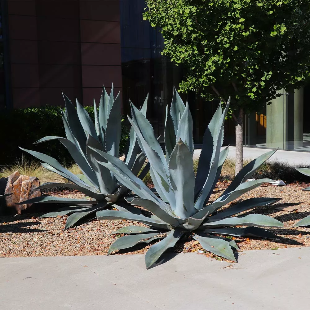 Brighter Blooms Blue American Agave Plant Shrubs & Hedges 5 Brighter Blooms Blue American Agave Plant Shrubs & Hedges