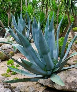 Brighter Blooms SHOP ALL Century Plant