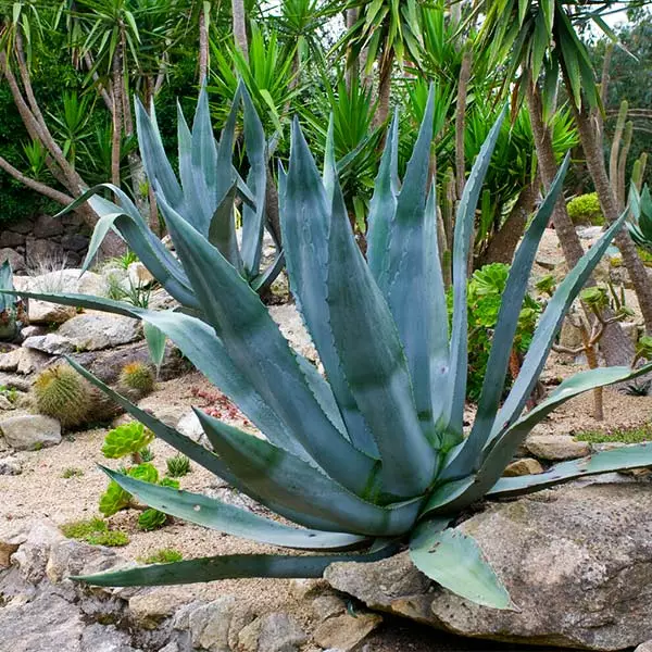 Brighter Blooms Blue American Agave Plant Shrubs & Hedges 1 Brighter Blooms Blue American Agave Plant Shrubs & Hedges