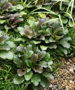 Brighter Blooms Chocolate Chip Ajuga Plant 9 Brighter Blooms Chocolate Chip Ajuga Plant