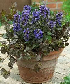 Brighter Blooms Chocolate Chip Ajuga Plant 8 Brighter Blooms Chocolate Chip Ajuga Plant