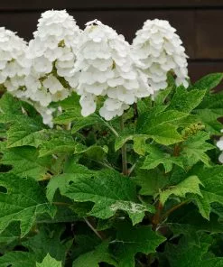 Brighter Blooms Alice Oakleaf Hydrangea Shrub Shrubs & Hedges
