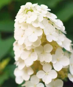 Brighter Blooms Alice Oakleaf Hydrangea Shrub Shrubs & Hedges