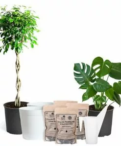 Brighter Blooms House & Patio All-in-One House Plant Kit