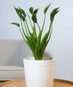 Brighter Blooms House & Patio Tiny Dancer Plant