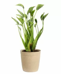 Brighter Blooms House & Patio Tiny Dancer Plant 12 Brighter Blooms House & Patio Tiny Dancer Plant