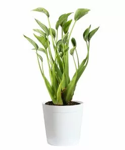 Brighter Blooms House & Patio Tiny Dancer Plant 14 Brighter Blooms House & Patio Tiny Dancer Plant