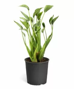 Brighter Blooms House & Patio Tiny Dancer Plant 13 Brighter Blooms House & Patio Tiny Dancer Plant