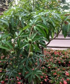 Brighter Blooms Alphonso Mango Tree 12 Brighter Blooms Alphonso Mango Tree
