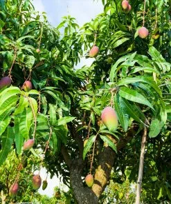Brighter Blooms Alphonso Mango Tree