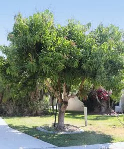 Brighter Blooms Alphonso Mango Tree 11 Brighter Blooms Alphonso Mango Tree