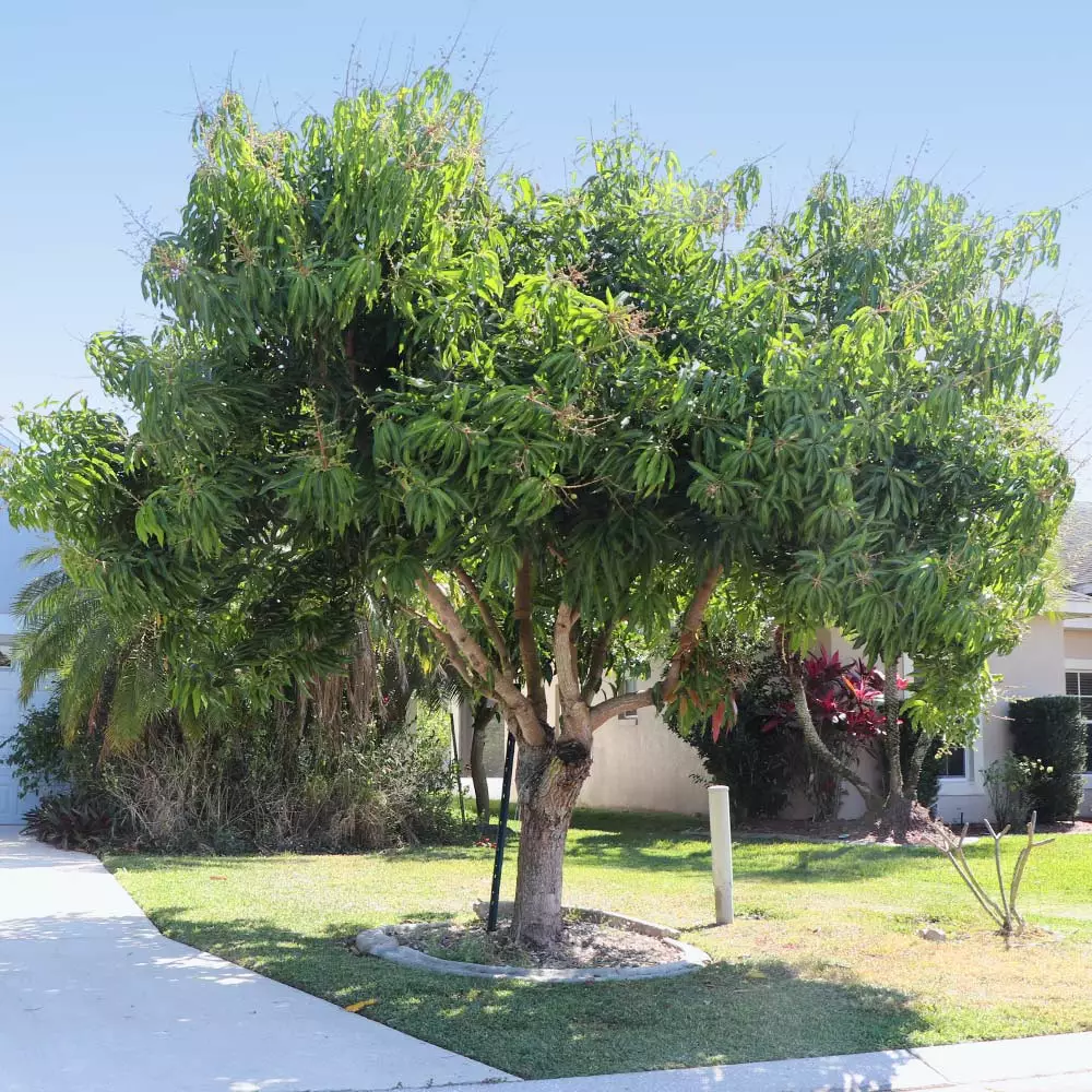 Brighter Blooms Alphonso Mango Tree 5 Brighter Blooms Alphonso Mango Tree