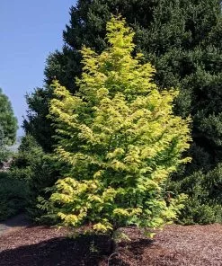 Brighter Blooms Amber Glow™ Redwood Tree 9 Brighter Blooms Amber Glow™ Redwood Tree