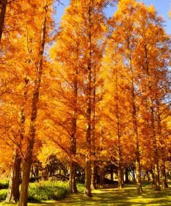 Brighter Blooms Amber Glow™ Redwood Tree 8 Brighter Blooms Amber Glow™ Redwood Tree
