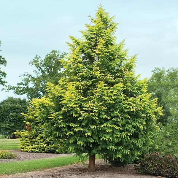 Brighter Blooms Amber Glow™ Redwood Tree 1 Brighter Blooms Amber Glow™ Redwood Tree