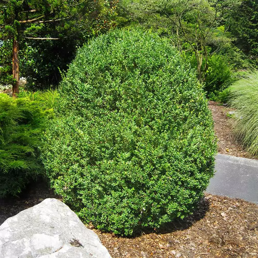 Brighter Blooms American Boxwood Shrub Shrubs & Hedges 2 Brighter Blooms American Boxwood Shrub Shrubs & Hedges