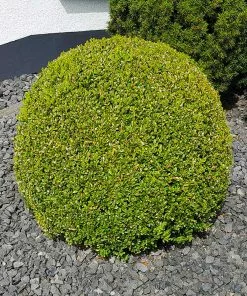 Brighter Blooms American Boxwood Shrub Shrubs & Hedges 11 Brighter Blooms American Boxwood Shrub Shrubs & Hedges