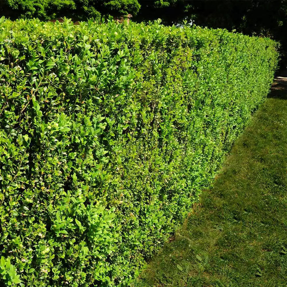 Brighter Blooms American Boxwood Shrub Shrubs & Hedges 3 Brighter Blooms American Boxwood Shrub Shrubs & Hedges