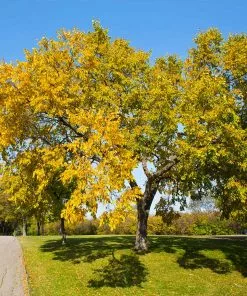 Brighter Blooms Shade Trees American Elm Tree