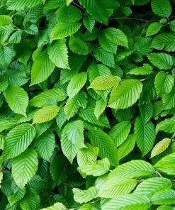 Brighter Blooms Shade Trees American Elm Tree