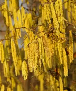 Brighter Blooms Nut Trees American Hazelnut Tree 11 Brighter Blooms Nut Trees American Hazelnut Tree