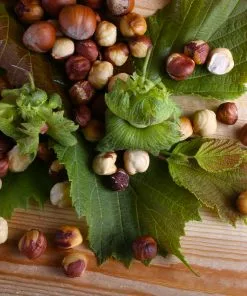 Brighter Blooms Nut Trees American Hazelnut Tree 9 Brighter Blooms Nut Trees American Hazelnut Tree