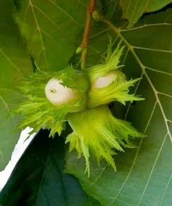 Brighter Blooms Nut Trees American Hazelnut Tree 10 Brighter Blooms Nut Trees American Hazelnut Tree