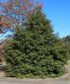 Brighter Blooms Greenleaf American Holly Shrub