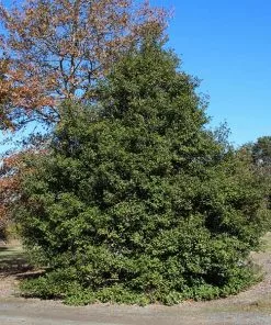 Brighter Blooms Greenleaf American Holly Shrub