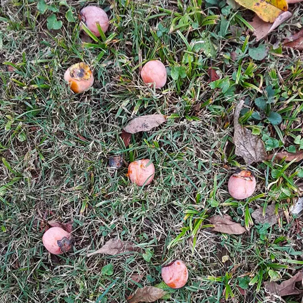 Brighter Blooms American Persimmon Tree 6 Brighter Blooms American Persimmon Tree