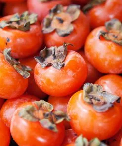 Brighter Blooms American Persimmon Tree