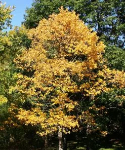 Brighter Blooms American Persimmon Tree 9 Brighter Blooms American Persimmon Tree