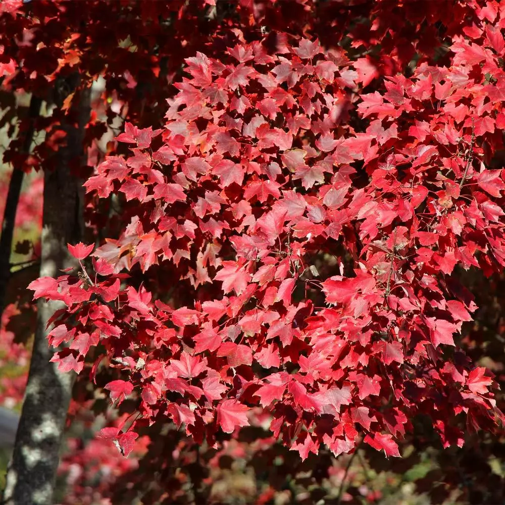 Brighter Blooms American Red Maple Tree 3 Brighter Blooms American Red Maple Tree