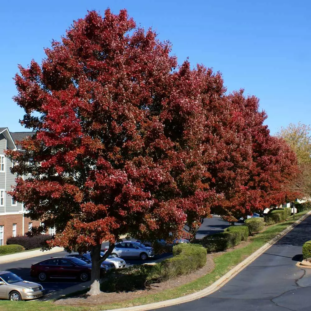 Brighter Blooms American Red Maple Tree 2 Brighter Blooms American Red Maple Tree