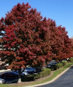 Brighter Blooms American Red Maple Tree