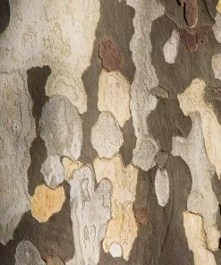 Brighter Blooms American Sycamore Tree 9 Brighter Blooms American Sycamore Tree