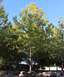 Brighter Blooms American Sycamore Tree 8 Brighter Blooms American Sycamore Tree