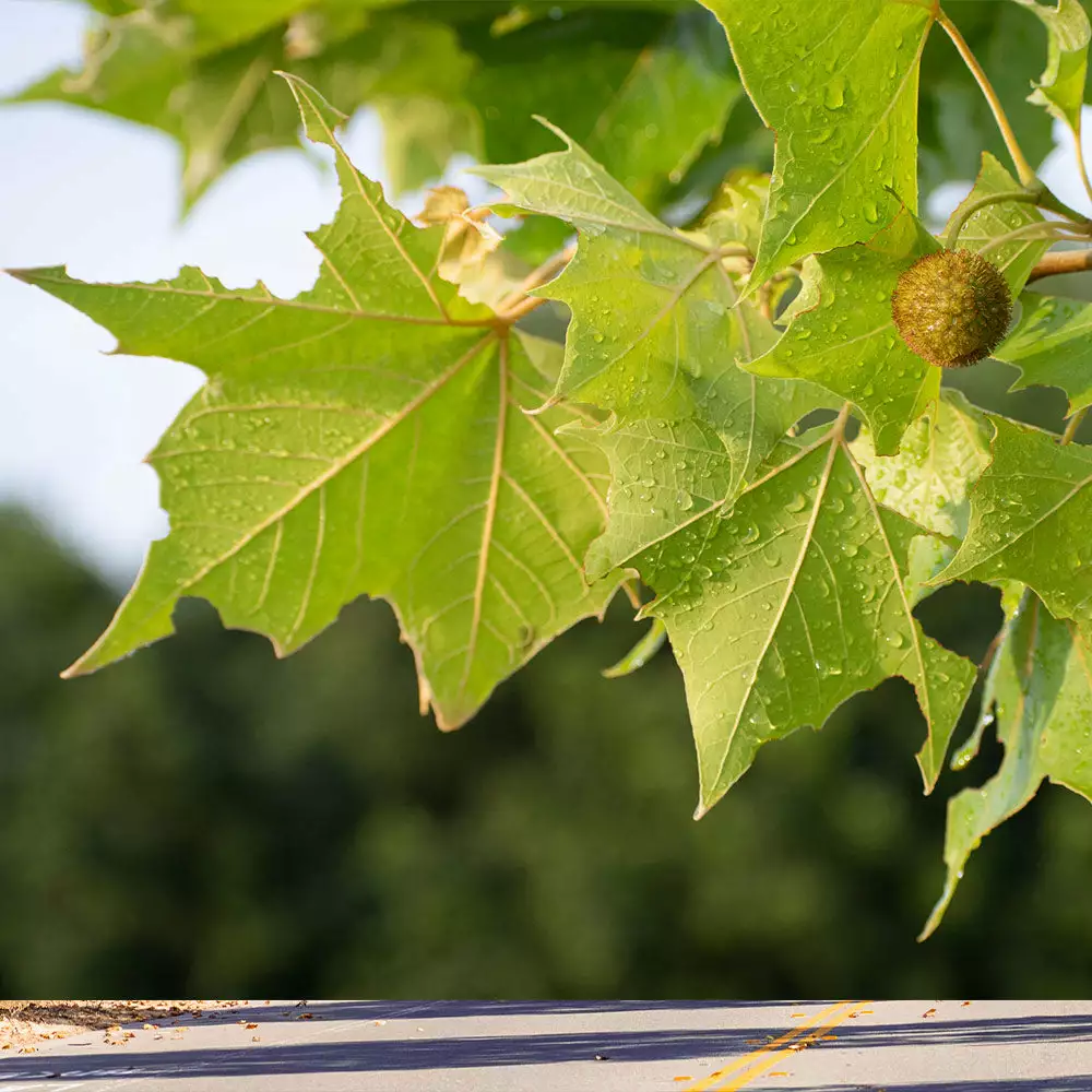 Brighter Blooms American Sycamore Tree 3 Brighter Blooms American Sycamore Tree