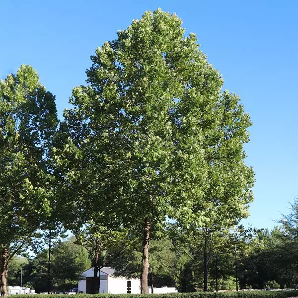 Brighter Blooms American Sycamore Tree 1 Brighter Blooms American Sycamore Tree